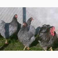 Інкубаційне яйце курей Віандот: куріпчастий, синій