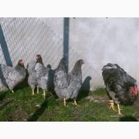 Інкубаційне яйце курей Віандот: куріпчастий, синій