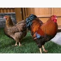 Інкубаційне яйце курей Віандот: куріпчастий, синій