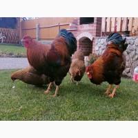 Інкубаційне яйце курей Віандот: куріпчастий, синій