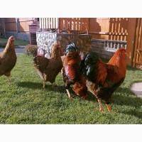 Інкубаційне яйце курей Віандот: куріпчастий, синій