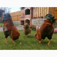 Інкубаційне яйце курей Віандот: куріпчастий, синій