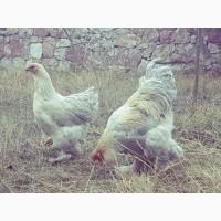 Інкубаційне яйце та курчата. Кохінхін: ізабелла, біле золото