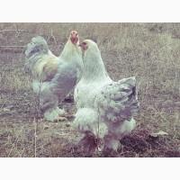 Інкубаційне яйце та курчата. Кохінхін: ізабелла, біле золото