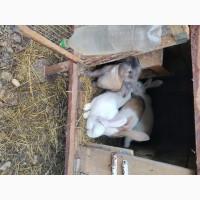 Продам кролячі тушки оптом