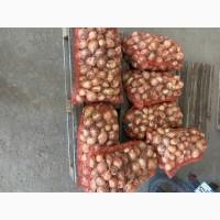 Продам молоду цибулю сорт сибір