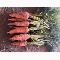 Продам картоплю, цибулю, моркву, буряк, цибулю
