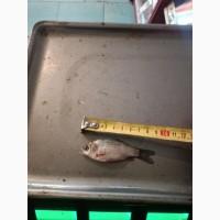 Живець Карась