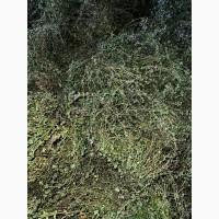 Чебрець (тимян)