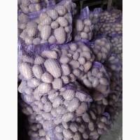 Продаж товарної картоплі сорту Мелоді, великі обʼєми від 20 тонн