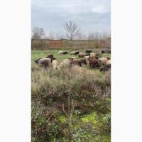 Куплю овец баранів 100 ранг за кг