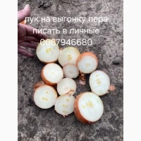 Продам лук на выгонку пера Калибр 5-7