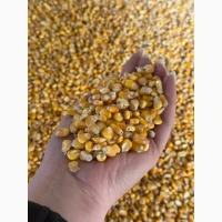 Продам кукурудзу