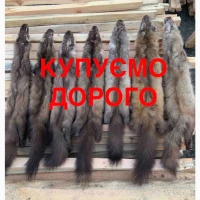 Закупка шкір по всій Україні – швидко і чесно Куниця бобер