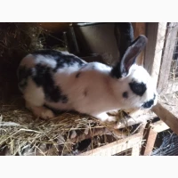 Продам кролицю (самка), 7 місяців