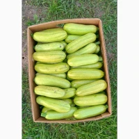 Продам кабачата Марселла