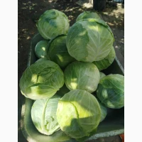 Продам капусту крупну 3-5кг територіально Хорол