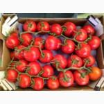 Продам тепличный помидор сорт Болудо