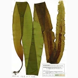 Сушеная сухая морская капуста ламинария. Отличное качество. В наличии