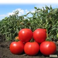 Семена томата KS 829 F1 фирмы Китано