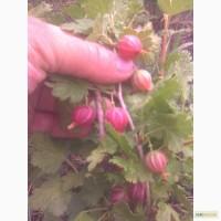 Продам саженцы крыжовника БЕЗШИПНОГО