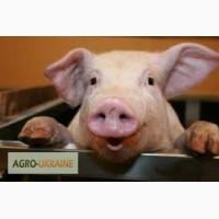 Продам поросята