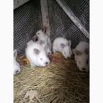 Продам калифорнийских кроликов