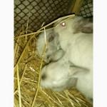 Продам калифорнийских кроликов