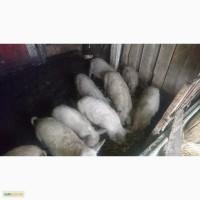 Продам поросят породы Пуховой мангалицы (Мангал)