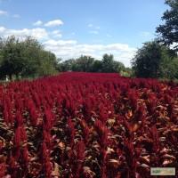 Амарант, посевной материал, сорт Лера