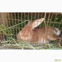 Бургундская крольчиха ( на племя)