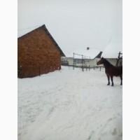 Продам коня