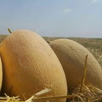 Продам Дыню Амал оптом
