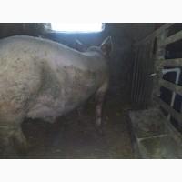 Продається недорого трьохпородний кнур 10 місячного віку