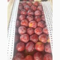 Слива из Узбекистана