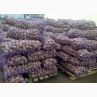 Куплю картофель очень много