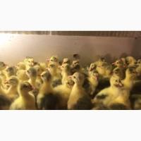 Продам инкубационное Яйцо и молодняк Утки и гуся