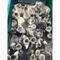 Продам инкубационное Яйцо и молодняк Утки и гуся