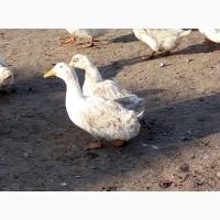Продам инкубационное Яйцо и молодняк Утки и гуся