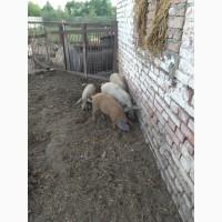 КНУР, ХРЯК, кабан венгерська мангалиця