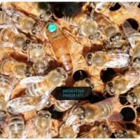 Матки Бакфаст та пилок