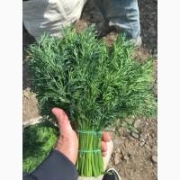 Продажа Зелени Круглый год