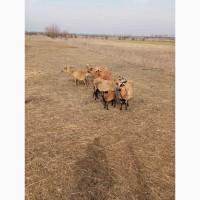 Вівці, барани породи Камерунська. Овцы породы Камерунска
