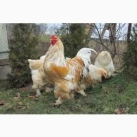Продам інкубаційні яйця брами