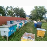 Продам бджолопакети поштою або самовивіз