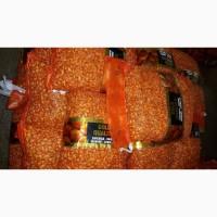 Лук севок.дымка