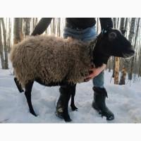 Вівці романівської породи