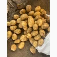 Продам оптом молодой картофель