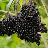 Продам бузину замороженную