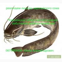 Личинка европейского сома